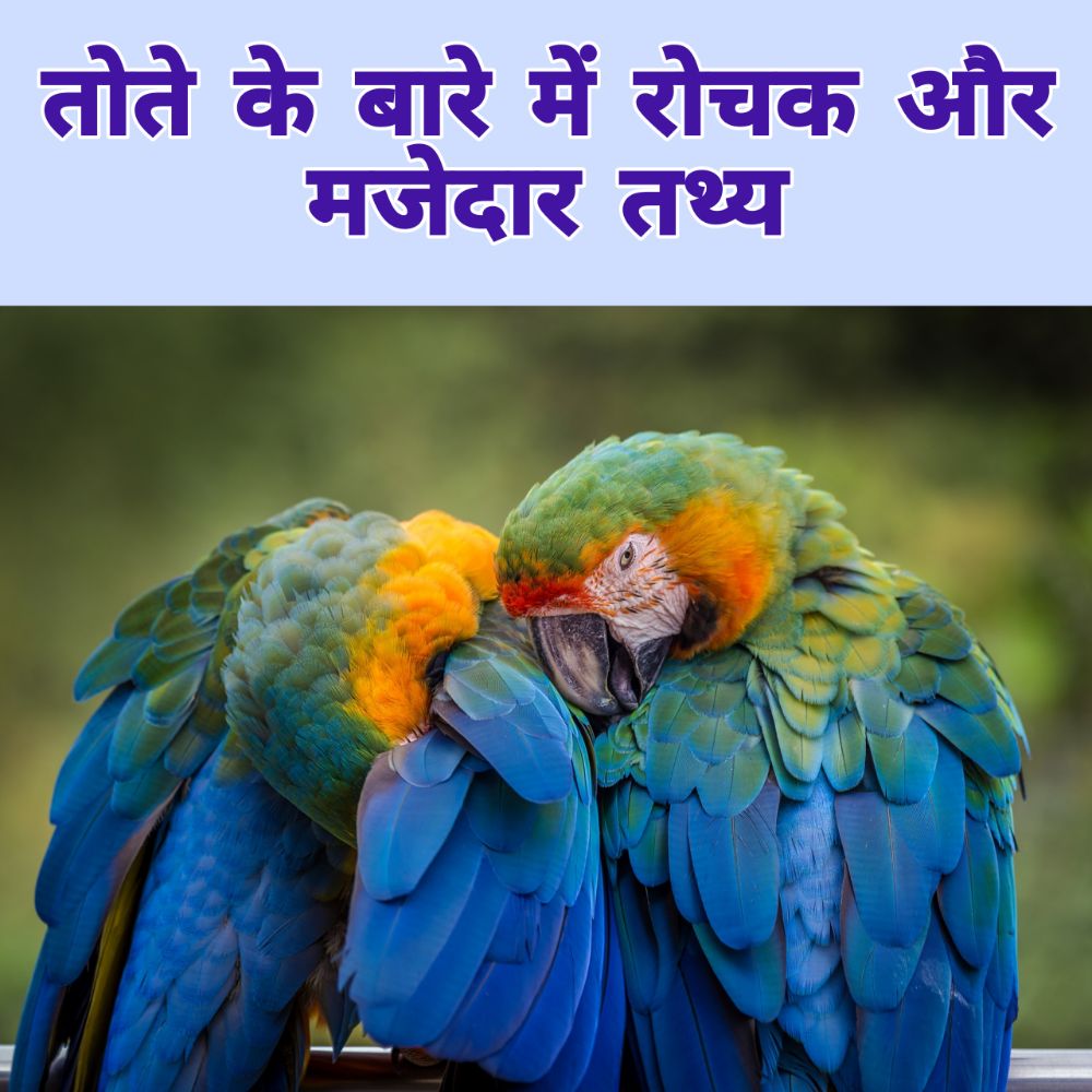 तोते के बारे में जानकारी हिंदी में - Parrot in Hindi
