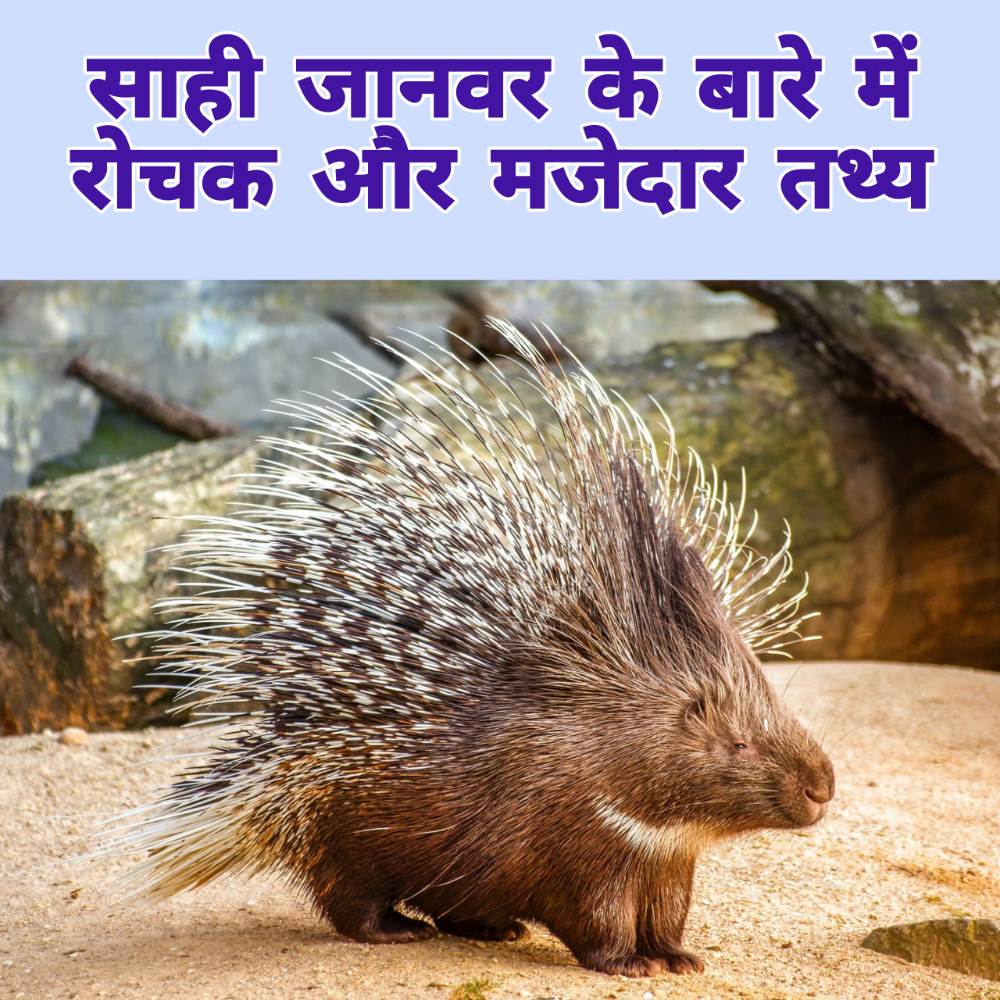 साही जानवर के बारे में जानकारी Porcupine Animal In Hindi