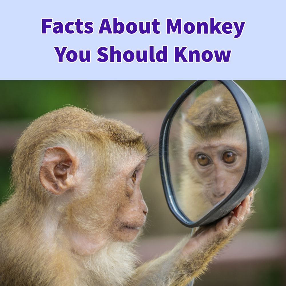 Information About Monkey in Hindi
