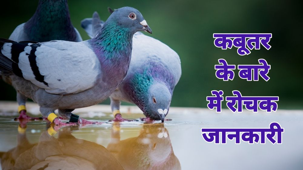 Information About Pigeon in Hindi